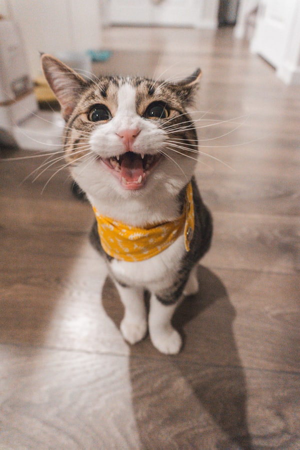 古埃及猫