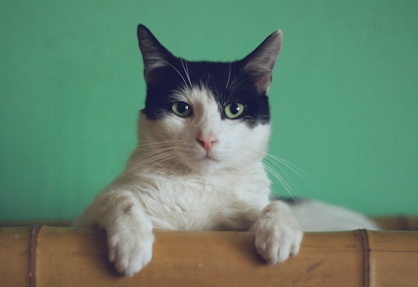 优雅的猫